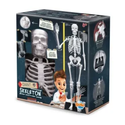 Esqueleto 85 cm>Otras marcas Best